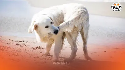 หยุดขำแล้วเช็กด่วน! เปิดสาเหตุทำไมสุนัขกัดหางตัวเอง หยุดขำแล้วเช็กด่วน! เปิดสาเหตุทำไมสุนัขกัดหางตัวเอง