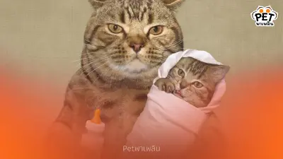 แมวตัวผู้เลี้ยงลูกได้ไหม พร้อมข้อควรระวังที่ทาสแมวต้องรู้