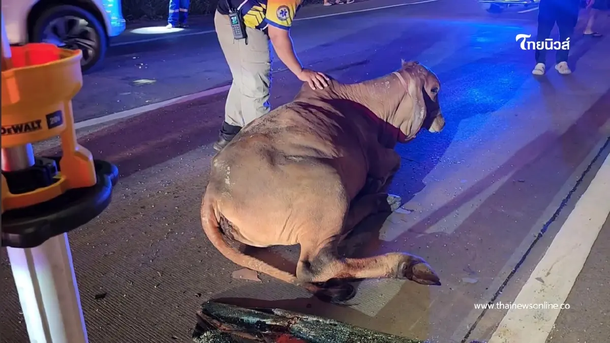 ระทึก ฝูงวัวตัดหน้า รถตู้ชนสนั่น 2 คัน กระบะอัดซ้ำเจ็บระนาว