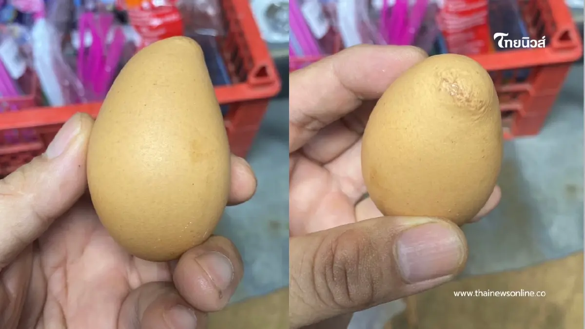 ฮือฮา พ่อค้าร้านชำพบ ไข่ไก่รูปร่างประหลาด เตรียมเก็บลุ้นโชค ฮือฮา พ่อค้าร้านชำพบ ไข่ไก่รูปร่างประหลาด เตรียมเก็บลุ้นโชค