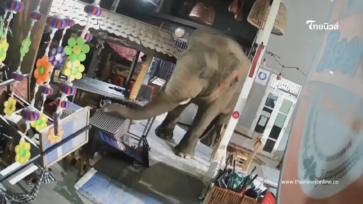 พลายเบี่ยงเล็ก ช้างป่าเขาใหญ่ บุกพังร้านอาหารเสียหายยับ! พลายเบี่ยงเล็ก ช้างป่าเขาใหญ่ บุกพังร้านอาหารเสียหายยับ!