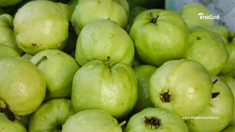 หลายคนมองข้าม ฝรั่งห้ามกินคู่กับอะไร ดับฝันคนรักสุขภาพ หลายคนมองข้าม ฝรั่งห้ามกินคู่กับอะไร ดับฝันคนรักสุขภาพ