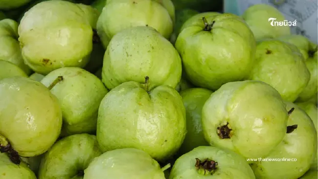 หลายคนมองข้าม ฝรั่งห้ามกินคู่กับอะไร ดับฝันคนรักสุขภาพ หลายคนมองข้าม ฝรั่งห้ามกินคู่กับอะไร ดับฝันคนรักสุขภาพ