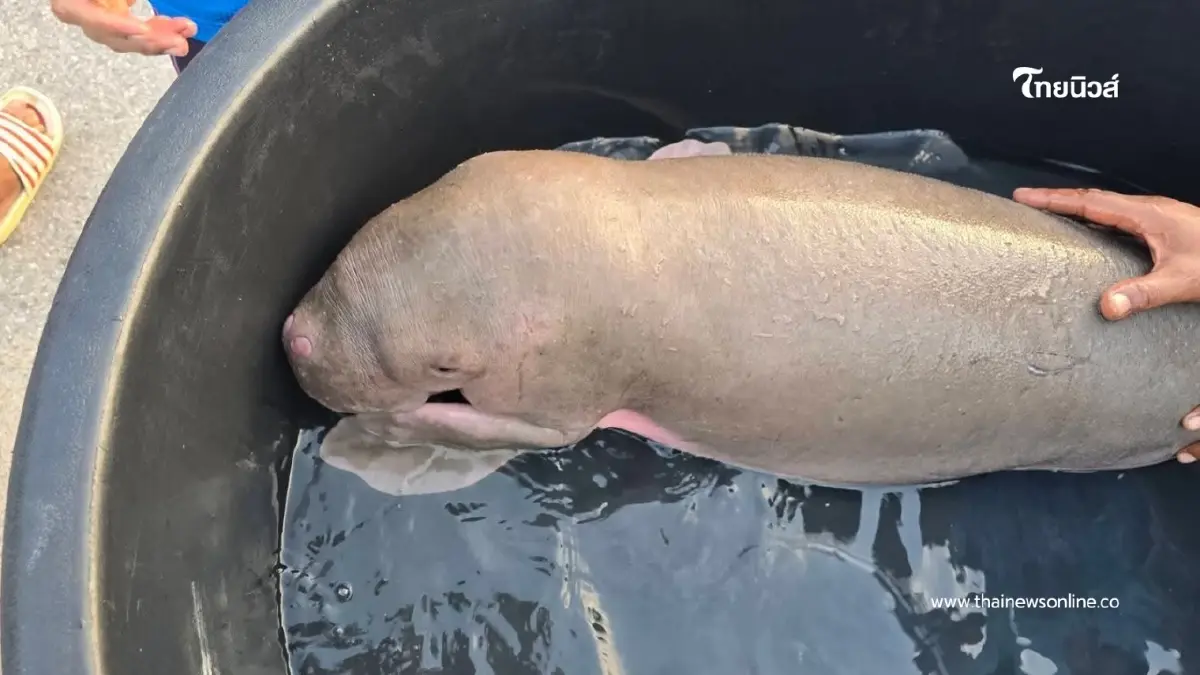 'นาทีชีวิต! ช่วย ลูกพะยูน เพศเมียหลงฝูงเกยตื้นรอบสอง" 'นาทีชีวิต! ช่วย ลูกพะยูน เพศเมียหลงฝูงเกยตื้นรอบสอง"