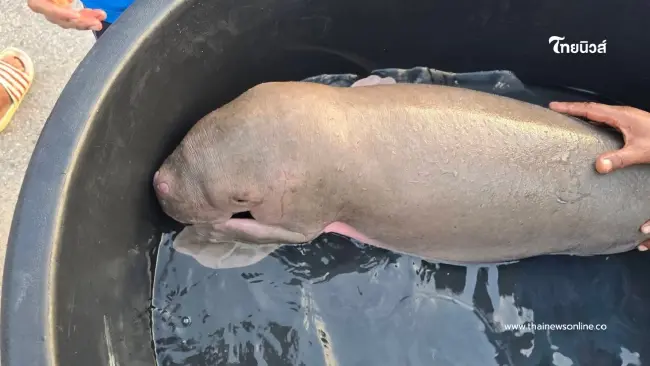 'นาทีชีวิต! ช่วย ลูกพะยูน เพศเมียหลงฝูงเกยตื้นรอบสอง" 'นาทีชีวิต! ช่วย ลูกพะยูน เพศเมียหลงฝูงเกยตื้นรอบสอง"