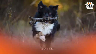ทำไมน้องหมาไม่ใช่แค่ดีใจ แต่ต้องรีบวิ่งไปคาบของมาต้อนรับ ทำไมน้องหมาไม่ใช่แค่ดีใจ แต่ต้องรีบวิ่งไปคาบของมาต้อนรับ