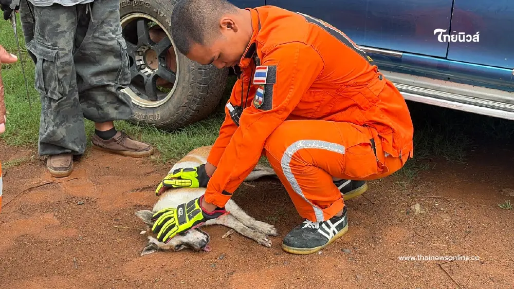 กู้ภัยบุรีรัมย์ปั๊มหัวใจ CPR ยื้อชีวิตแม่หมาจรจัดรอดหวุดหวิด กู้ภัยบุรีรัมย์ปั๊มหัวใจ CPR ยื้อชีวิตแม่หมาจรจัดรอดหวุดหวิด