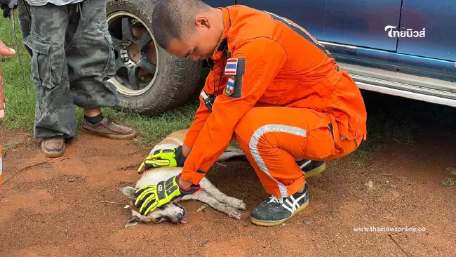 กู้ภัยบุรีรัมย์ปั๊มหัวใจ CPR ยื้อชีวิตแม่หมาจรจัดรอดหวุดหวิด กู้ภัยบุรีรัมย์ปั๊มหัวใจ CPR ยื้อชีวิตแม่หมาจรจัดรอดหวุดหวิด