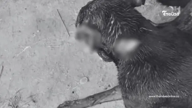 เจ้าของสุนัขชัยภูมิสุดซ้ำ สุนัขโดนของมีคมทำร้ายหูขาด เจ้าของสุนัขชัยภูมิสุดซ้ำ สุนัขโดนของมีคมทำร้ายหูขาด