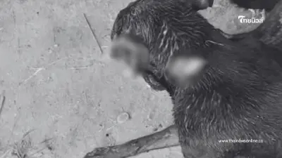 เจ้าของสุนัขชัยภูมิสุดซ้ำ สุนัขโดนของมีคมทำร้ายหูขาด เจ้าของสุนัขชัยภูมิสุดซ้ำ สุนัขโดนของมีคมทำร้ายหูขาด