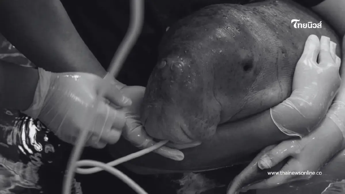 เผยผลชันสูตรลูกพะยูนระนอง คาดระบบไหลเวียนเลือดล้มเหลว เผยผลชันสูตรลูกพะยูนระนอง คาดระบบไหลเวียนเลือดล้มเหลว