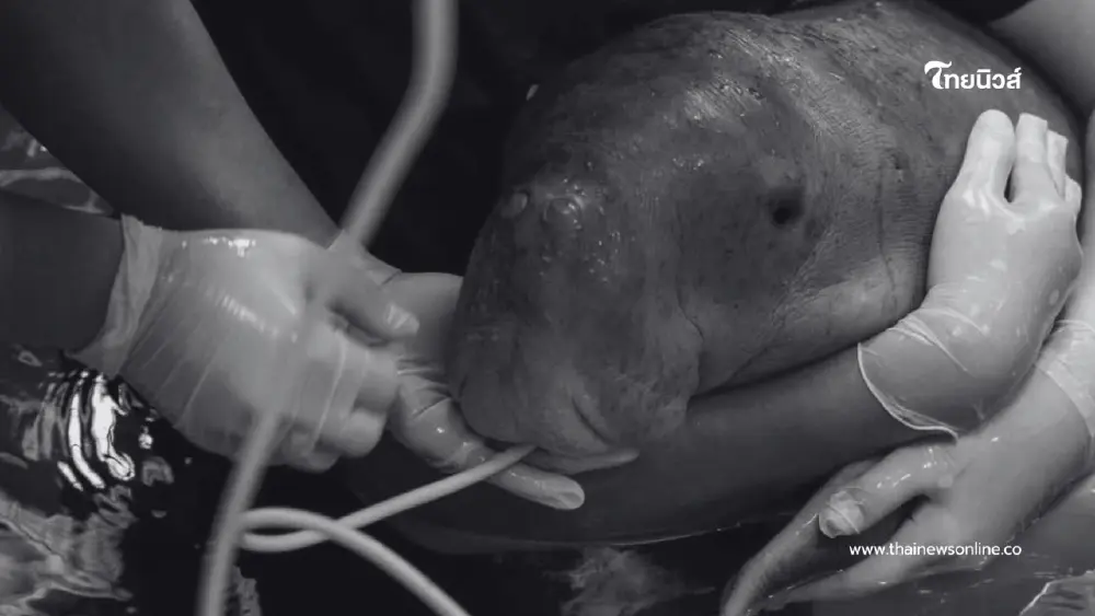 เผยผลชันสูตรลูกพะยูนระนอง คาดระบบไหลเวียนเลือดล้มเหลว เผยผลชันสูตรลูกพะยูนระนอง คาดระบบไหลเวียนเลือดล้มเหลว