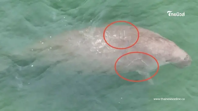 เปิดภาพนาทีเจอพะยูนตรัง 3 ตัว พร้อมเผยดัชนีสุขภาพของทั้ง 3 ชีวิต เปิดภาพนาทีเจอพะยูนตรัง 3 ตัว พร้อมเผยดัชนีสุขภาพของทั้ง 3 ชีวิต