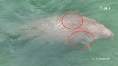 เปิดภาพนาทีเจอพะยูนตรัง 3 ตัว พร้อมเผยดัชนีสุขภาพของทั้ง 3 ชีวิต เปิดภาพนาทีเจอพะยูนตรัง 3 ตัว พร้อมเผยดัชนีสุขภาพของทั้ง 3 ชีวิต