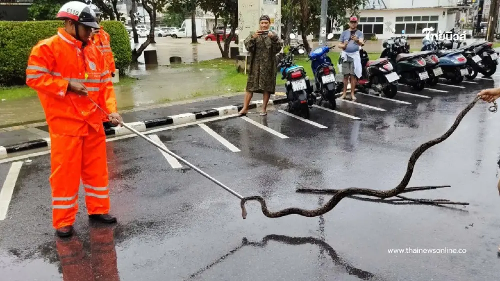 กรี๊ดลั่นแยกชาร์เตอร์! งูเหลือมยักษ์ 2 เมตรโผล่กลางเมืองภูเก็ต กรี๊ดลั่นแยกชาร์เตอร์! งูเหลือมยักษ์ 2 เมตรโผล่กลางเมืองภูเก็ต