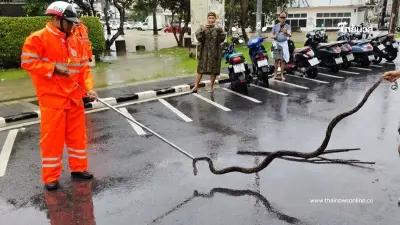 กรี๊ดลั่นแยกชาร์เตอร์! งูเหลือมยักษ์ 2 เมตรโผล่กลางเมืองภูเก็ต กรี๊ดลั่นแยกชาร์เตอร์! งูเหลือมยักษ์ 2 เมตรโผล่กลางเมืองภูเก็ต