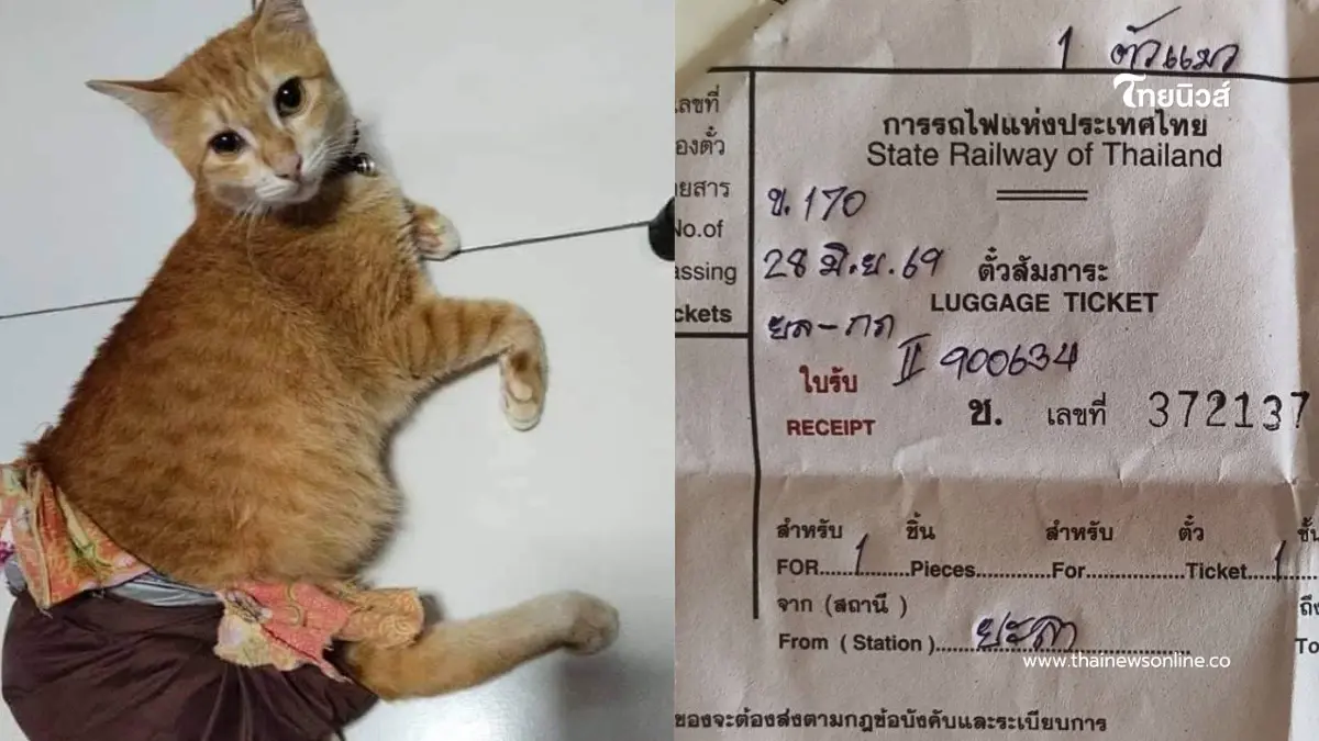 สงสารจับใจ เจ้าของเล่านาที ใจแทบสลาย "แมวพิการ" หายบนรถไฟ สงสารจับใจ เจ้าของเล่านาที ใจแทบสลาย "แมวพิการ" หายบนรถไฟ