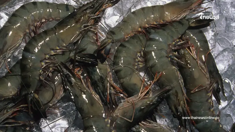 เผลอกิน "เส้นดำที่หลังกุ้ง" เข้าไป เป็นอันตรายต่อร่างกายไหม? ล่าสุดมีคำตอบแล้ว เผลอกิน "เส้นดำที่หลังกุ้ง" เข้าไป เป็นอันตรายต่อร่างกายไหม? ล่าสุดมีคำตอบแล้ว