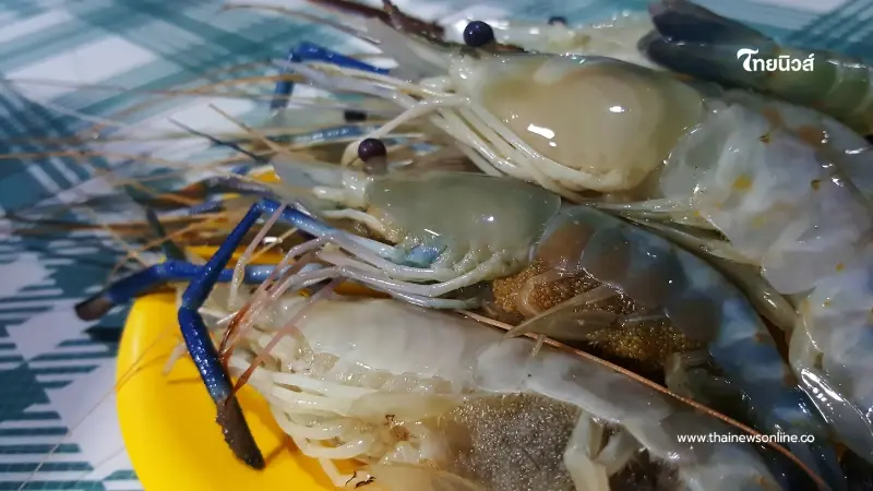 ซื้อกุ้งเจอไข่สีดำ บ่งบอกอะไร กินได้ไหมหรือกุ้งเน่าเสีย มีคำตอบ ซื้อกุ้งเจอไข่สีดำ บ่งบอกอะไร กินได้ไหมหรือกุ้งเน่าเสีย มีคำตอบ