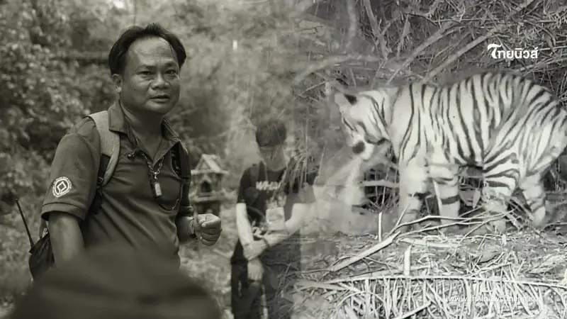 เปิดผลชันสูตร จนท.เสียชีวิต หลังสังคมตั้งข้อสงสัยถูกเสือโคร่งทำร้ายจริงไหม เปิดผลชันสูตร จนท.เสียชีวิต หลังสังคมตั้งข้อสงสัยถูกเสือโคร่งทำร้ายจริงไหม