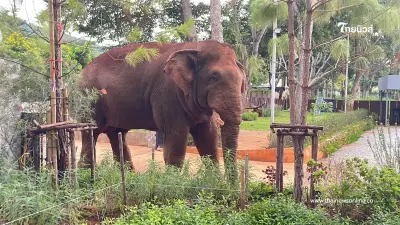 ผู้จัดการเขาใหญ่มาเอง! "พลายด้วน" ช้างป่าโผล่ตรวจรีสอร์ต