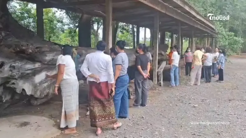 แห่กราบไหว้ - ส่องเลข ‘เจ้าแม่ไม้งาม’ ต้นตะเคียนโบราณ วัดคลองไผ่