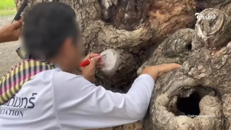 หนุ่มเดินทางขอโชค โดนผีต้นหว้าสิงร่าง เขียนเลขเด็ดเน้นๆ