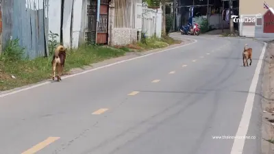 "สุดทน! สุนัขจรจัดชัยภูมิไล่กัดคน จยย.ล้มเจ็บนับสิบ" "สุดทน! สุนัขจรจัดชัยภูมิไล่กัดคน จยย.ล้มเจ็บนับสิบ"