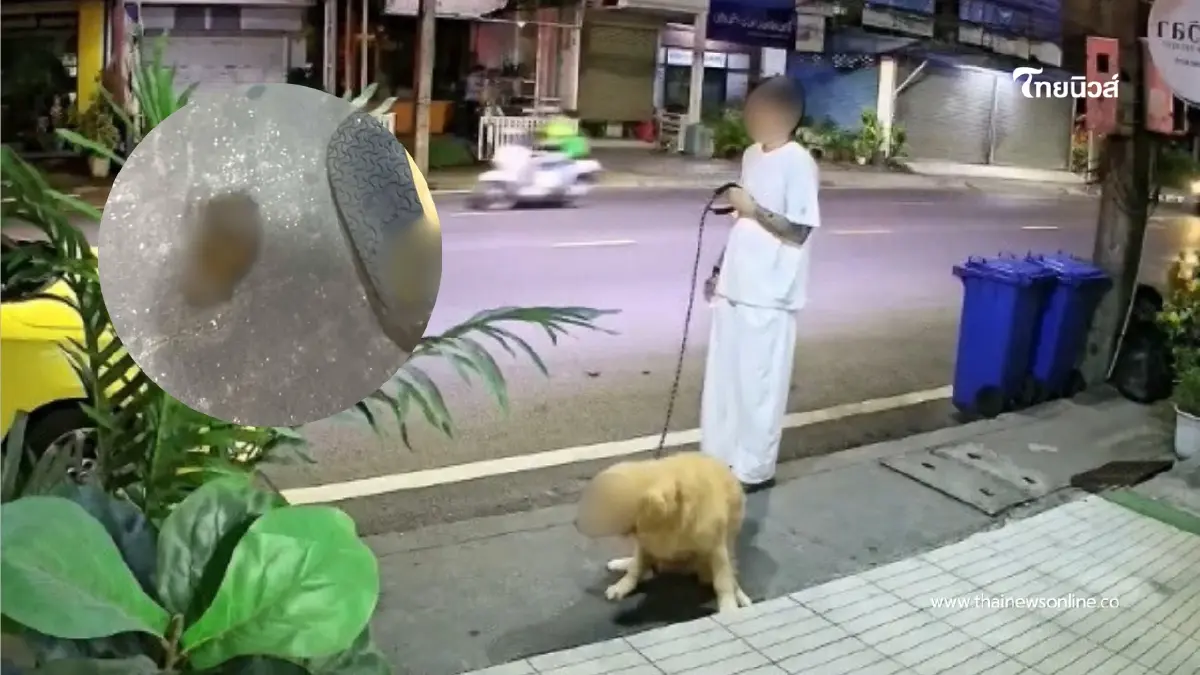 จวกยับ! เจ้าของจูงสุนัขอึทิ้งบนทางเท้าภูเก็ต วงจรปิดจับภาพชัด