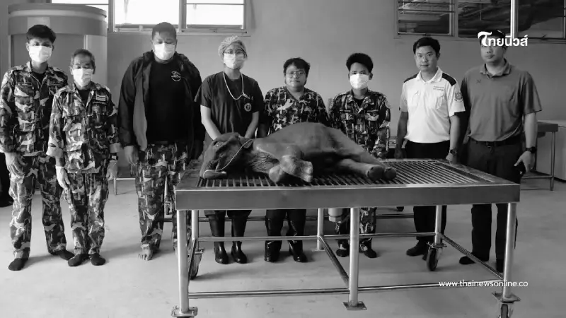 สะเทือนใจ! เผยผลชันสูตร ลูกช้างป่าจิ๋วไทรโยค อวัยวะภายในผิดปกติ สะเทือนใจ! เผยผลชันสูตร ลูกช้างป่าจิ๋วไทรโยค อวัยวะภายในผิดปกติ