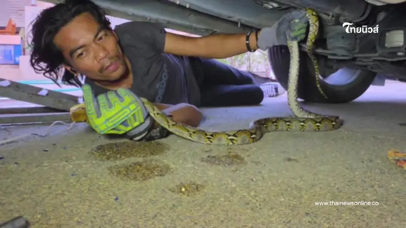 ส่องเลขรถ งูเหลือมเลื้อยซุกใต้ท้องรถ 3 ชั่วโมง กว่าจะจับได้ ส่องเลขรถ งูเหลือมเลื้อยซุกใต้ท้องรถ 3 ชั่วโมง กว่าจะจับได้