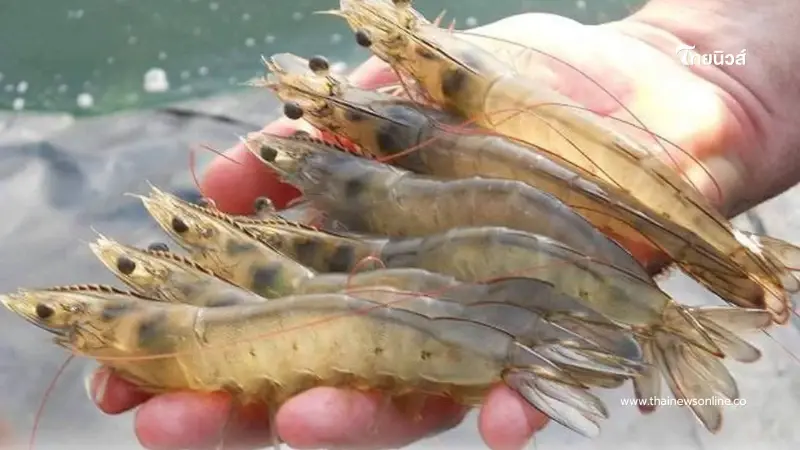 ข่าวดีคนเลี้ยงกุ้ง รัฐช่วย 50% ติดโซลาร์เซลล์ ลดค่าไฟ สูงสุด 50000 ข่าวดีคนเลี้ยงกุ้ง รัฐช่วย 50% ติดโซลาร์เซลล์ ลดค่าไฟ สูงสุด 50000