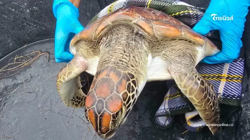 นาทีชีวิต เจ้าหน้าที่ช่วย เต่าตนุเกยตื้น เจ็บบนหาดพังงา นาทีชีวิต เจ้าหน้าที่ช่วย เต่าตนุเกยตื้น เจ็บบนหาดพังงา