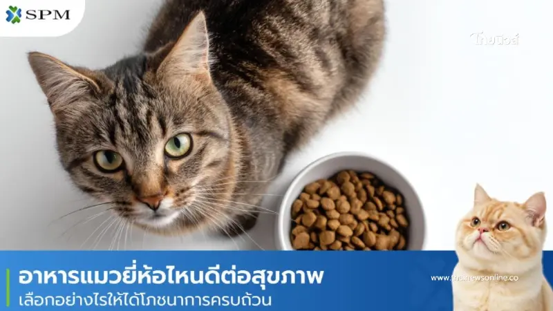 อาหารแมวเลือกอย่างไร ให้ได้โภชนาการครบถ้วน ดีต่อสุขภาพ อาหารแมวเลือกอย่างไร ให้ได้โภชนาการครบถ้วน ดีต่อสุขภาพ
