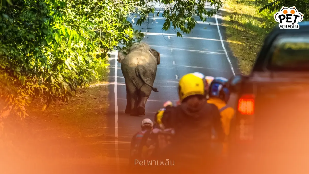 นาทีชีวิต! เมื่อเจอช้างป่าบนถนน ต้องทำยังไงให้รอดชีวิต นาทีชีวิต! เมื่อเจอช้างป่าบนถนน ต้องทำยังไงให้รอดชีวิต
