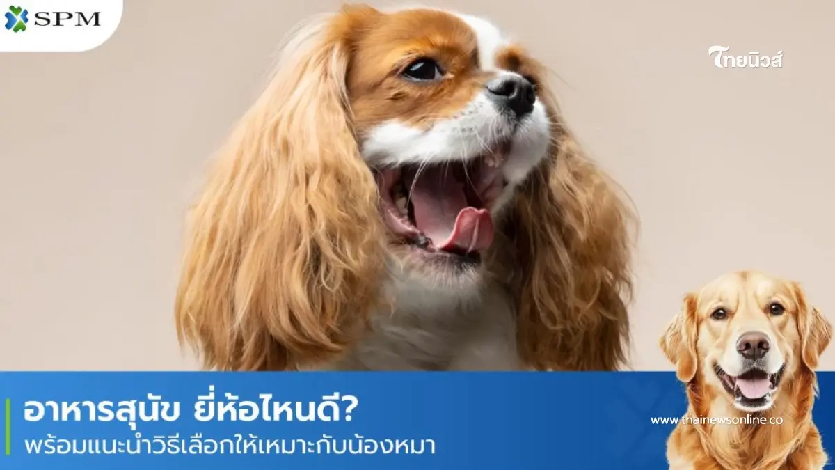 อาหารสุนัข เลือกยี่ห้อไหนดี? เลือกอย่างไรให้เหมาะกับน้องหมา อาหารสุนัข เลือกยี่ห้อไหนดี? เลือกอย่างไรให้เหมาะกับน้องหมา