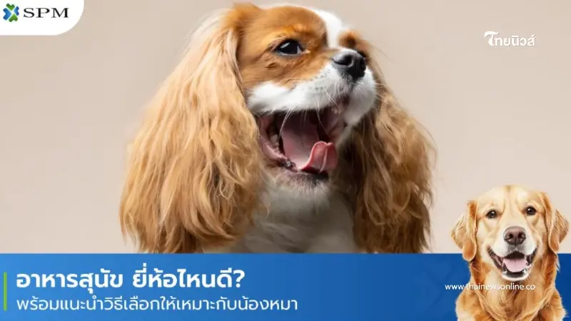 อาหารสุนัข เลือกยี่ห้อไหนดี? เลือกอย่างไรให้เหมาะกับน้องหมา อาหารสุนัข เลือกยี่ห้อไหนดี? เลือกอย่างไรให้เหมาะกับน้องหมา