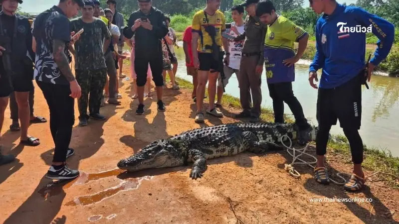 จระเข้ยักษ์โผล่ฉะเชิงเทรา ทำชาวบ้านผวาหนัก ล่าสุดโดนจัดการแล้ว จระเข้ยักษ์โผล่ฉะเชิงเทรา ทำชาวบ้านผวาหนัก ล่าสุดโดนจัดการแล้ว