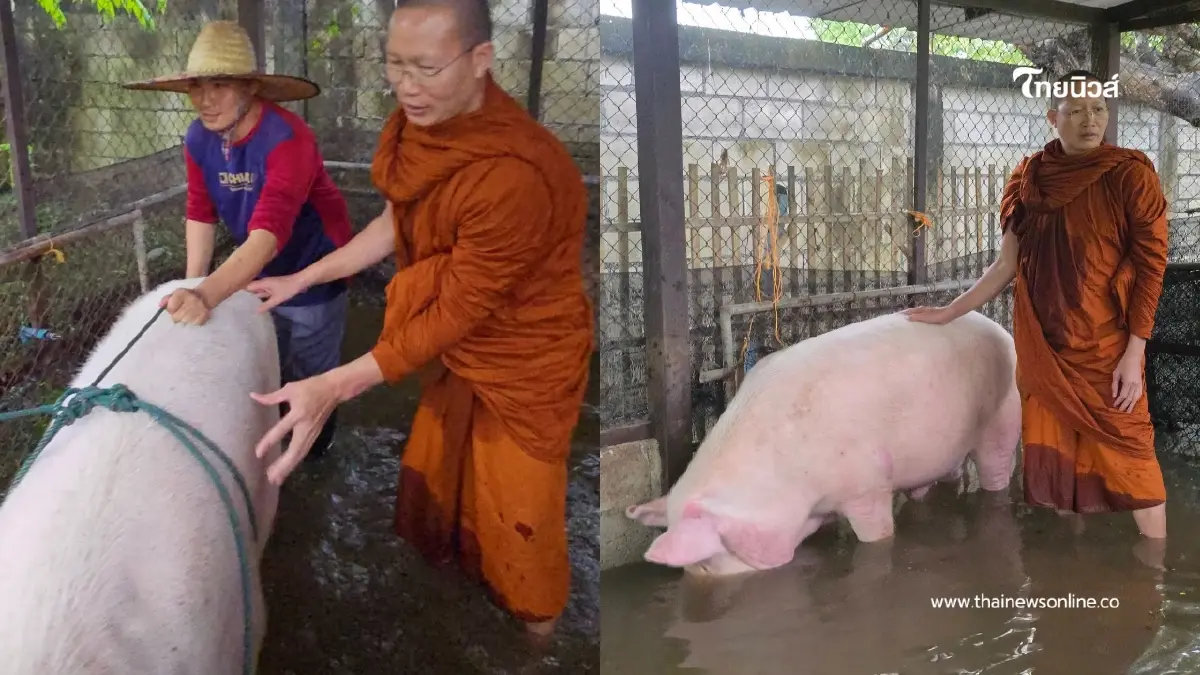 "พระครูอ๊อด ลุยน้ำช่วยเจ้าบุญมี หมู 300 โลหนีน้ำท่วม!" "พระครูอ๊อด ลุยน้ำช่วยเจ้าบุญมี หมู 300 โลหนีน้ำท่วม!"