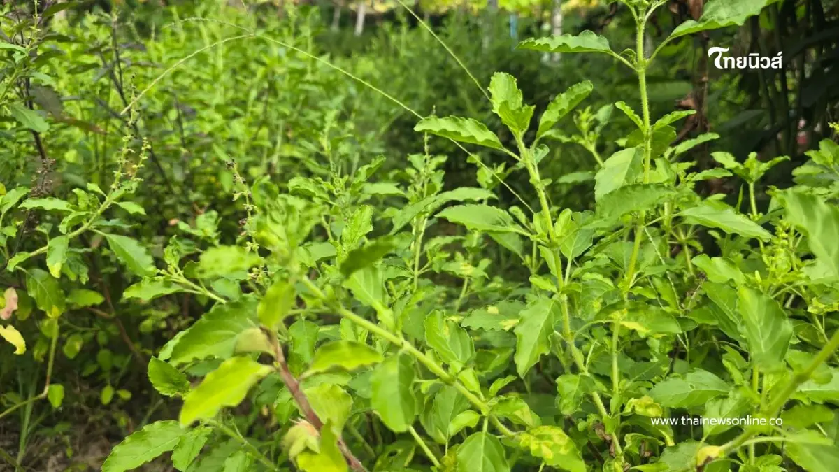 ชาวบ้านกังวล หลังเอกชนจดสิทธิ์ 4 สายพันธุ์ หวั่นกระทบวิถีชีวิต