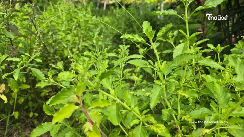 ชาวบ้านกังวล หลังเอกชนจดสิทธิ์ 4 สายพันธุ์ หวั่นกระทบวิถีชีวิต