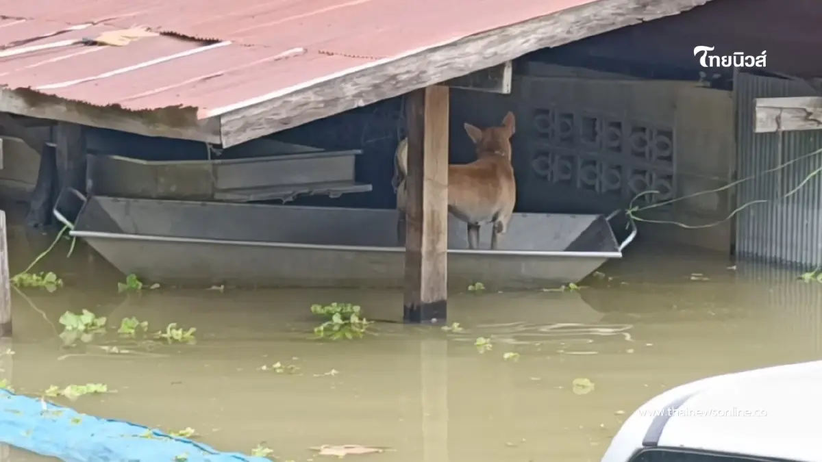 สถานการณ์น้ำท่วมโพธาราม น้ำยังขังสูง 18 วัน ชาวบ้านเดือดร้อนหนัก