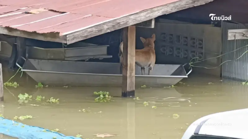 สถานการณ์น้ำท่วมโพธาราม น้ำยังขังสูง 18 วัน ชาวบ้านเดือดร้อนหนัก สถานการณ์น้ำท่วมโพธาราม น้ำยังขังสูง 18 วัน ชาวบ้านเดือดร้อนหนัก